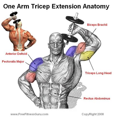 Triceps Extension Workout! MusclesPro.com | Gym - Anatomy of .. | Pinterest | Extensions ...