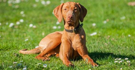 Vizsla Colors: Rarest to Most Common - A-Z Animals