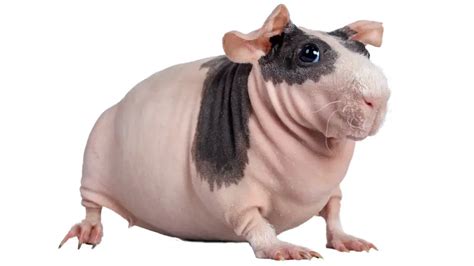 Skinny Pigs Care Guide |Information, Facts & More - Guinea Pig Tube