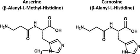 Effect of Anserine/Carnosine Supplementation on Verbal Episodic Memory ...