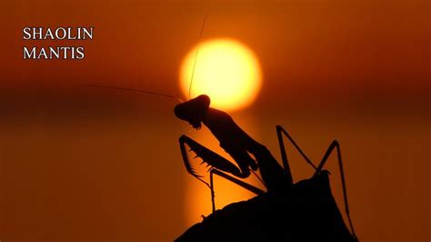 The Deadly Mantis (1978 film) - Alchetron, the free social encyclopedia