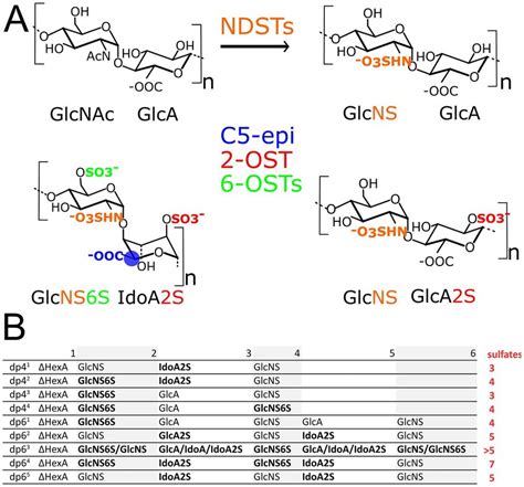 (A) Heparan sulfate modifications. N-deacetylation, N-sulfation step... | Download Scientific ...