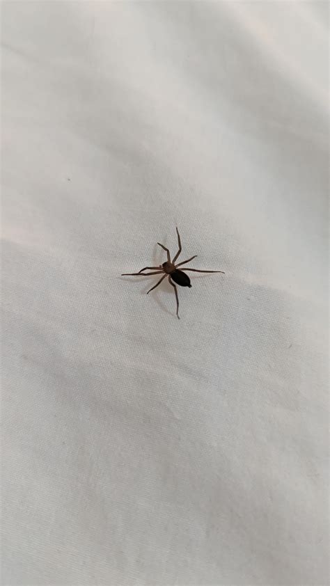 What is this spider? Sydney : r/AustralianSpiders