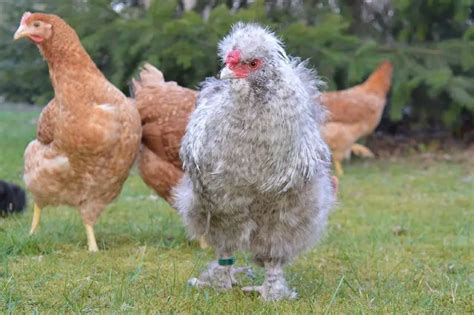 Silkie Chicken - Eggs, Meat, Breed, Facts & More - ChickenMag