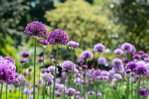 How to Grow Alliums - BBC Gardeners World Magazine