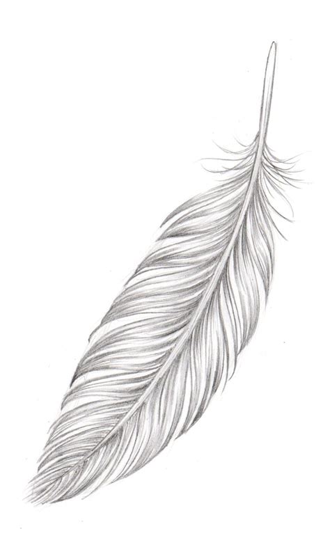 Feather. #feather | Feather tattoo design, Feather art, Feather drawing