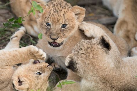 Lion Cubs Playing Stock Photos, Pictures & Royalty-Free Images - iStock