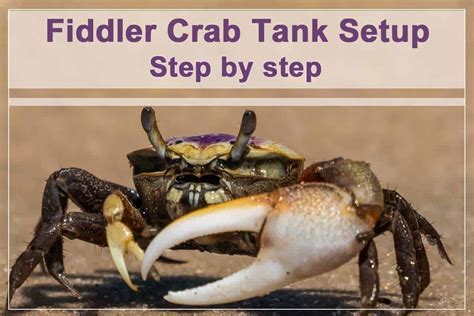 How to Set up a Fiddler Crab Tank - Shrimp and Snail Breeder