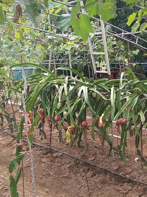 How to Grow Dragon Fruit: From Propagation To Harvest | The Survival ...