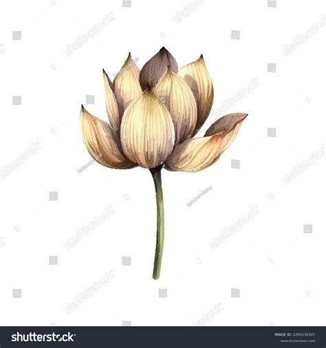 Watercolor White Lotus Flower Vector Illustrationisolated Stock Vector ...