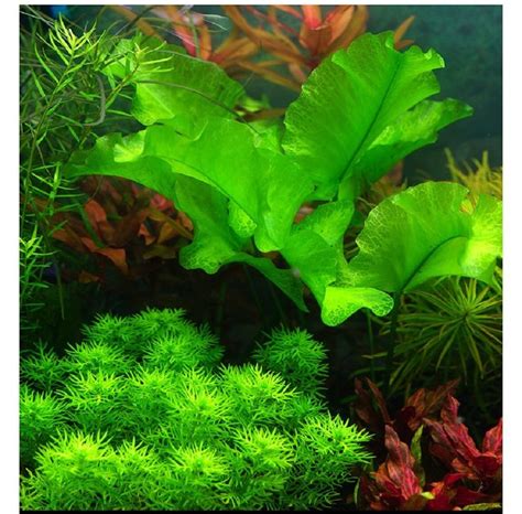 best aquarium plants Helps clarify and detoxify water. PH value: 7.5 ...