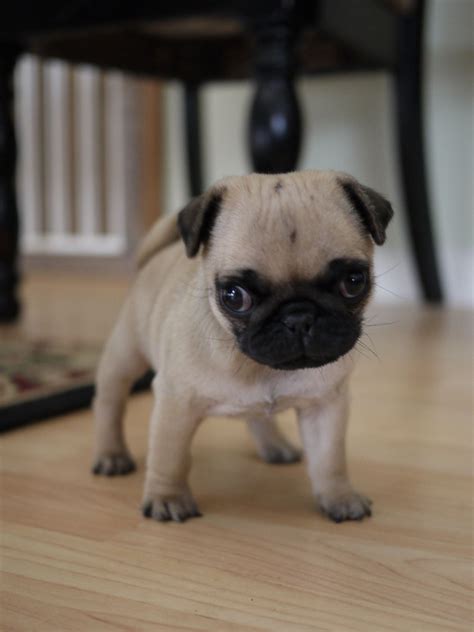 My Pug Obsession : Photo | Pug puppies, Baby pugs, Cute baby pugs