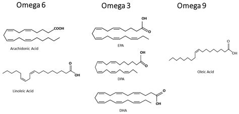 Are Fatty Acids Proteins? 3 Facts You Should Know