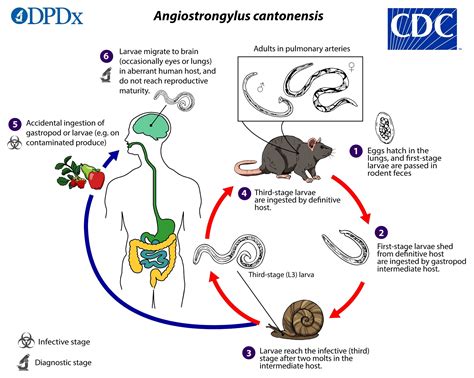 Every Which Blog: Giant African Tree Snails and The Rat Lungworm ...