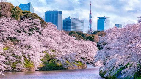 10 Places in Tokyo to see cherry blossoms this spring