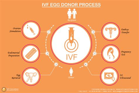 Infographic- How Does IVF Egg Donor Process Work | IVF Conceptions