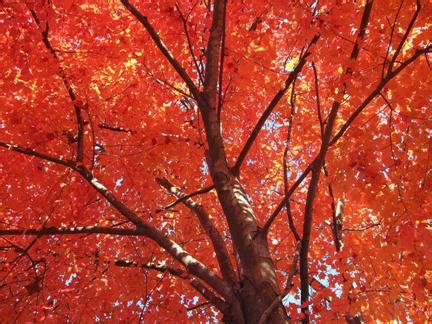 Curiosities of the Canada Red Maple Tree - Caledon Treeland