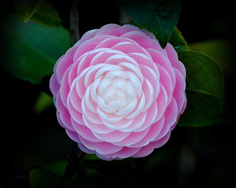 Pink Japanese Camellia flower in bloom close-up photo HD wallpaper ...