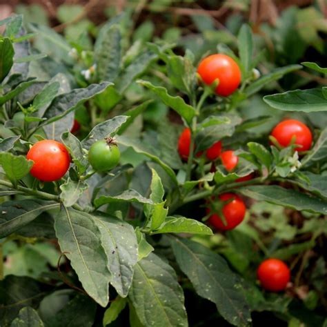 Ashwagandha - Indian Ginseng Seeds (Withania Somnifera) - Cena: €1.95