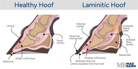 Founder in Horses: Causes, Symptoms, Treatment and Prevention | Mad Barn