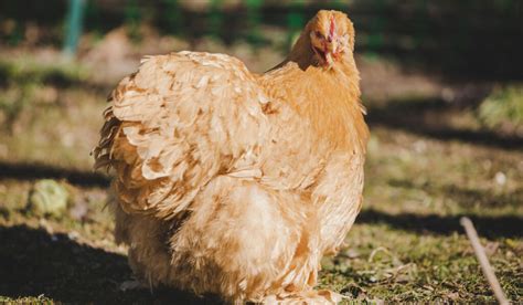 Cochin Chicken Breed Profile - Farmhouse Guide