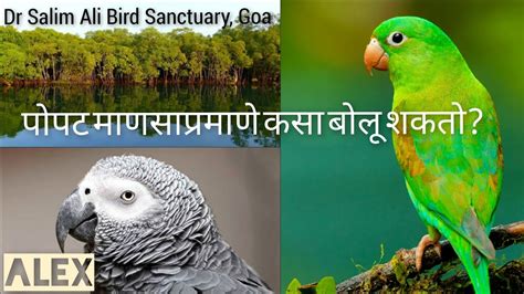 पोपट माणसाप्रमाणे कसा बोलू शकतो? | Dr. Salim Ali Bird Sanctuary, Goa ...