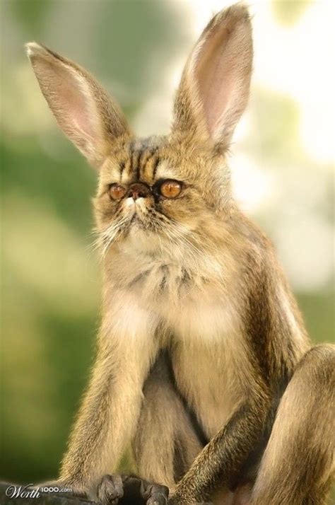 Monkey + Bunny + Cat = Mobucat | Photoshopped animals, Animal mashups, Fake animals