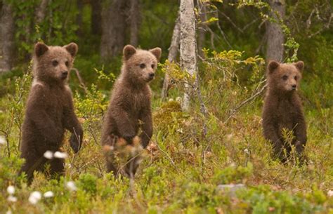 Would love to have seen this! BROWN BEARS IN FINLAND | Discover Wildlife #VisitFinland | Tourism ...