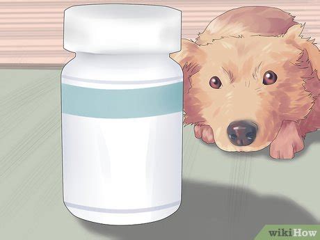 3 Ways to Treat Acid Reflux in Dogs - wikiHow