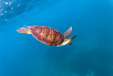 Turtle swimming underwater · Free Stock Photo