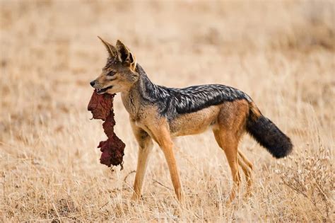 Jackal Animals | Amazing Facts & Latest Pictures | The Wildlife