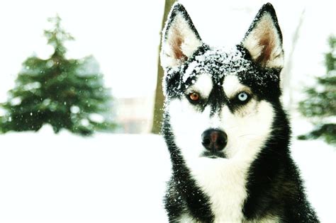 Adult black and white odd-eye Siberian husky, Siberian Husky ...