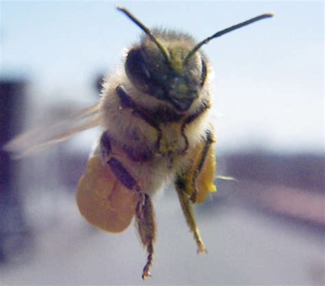 Applying growing degree days to beekeeping - Beekeeping.isGood