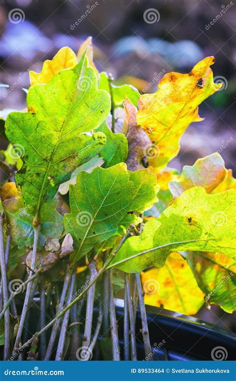 Oak Seedling for Planting stock photo. Image of season - 89533464