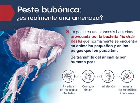 PROPAGACION DE LA PESTE BUBONICA. TRIPTICO | MED-TAC International Corp.