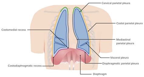 Pleura: Anatomy | Concise Medical Knowledge