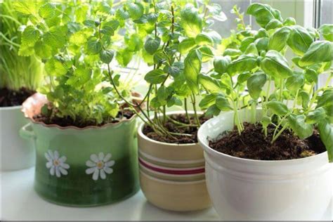 Growing Herbs in Pots - Instructions and Tips