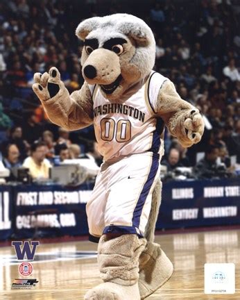 University of Washington - Huskies Mascot, 2004 Fine Art Print by ...