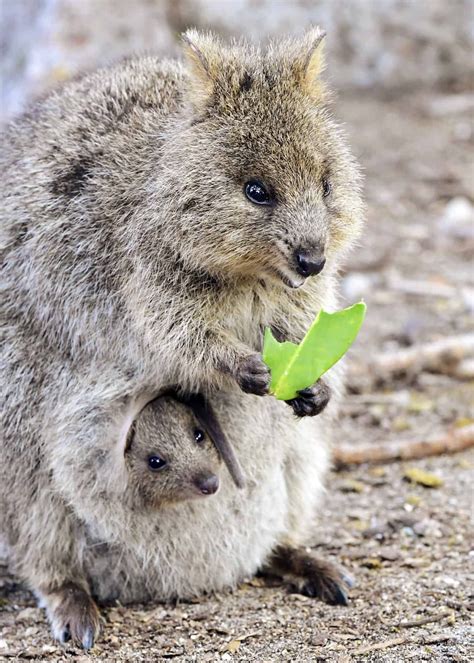 50 Quokka Facts: Smiling, Baby-Flinging, Selfie Kings! #quokka #cuteanimals #marsupial # ...