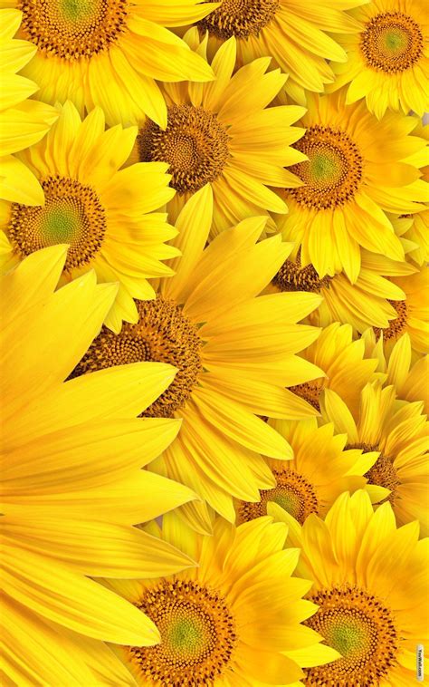 Best Of What Aesthetic Wallpapers Yellow Sunflower Full HD