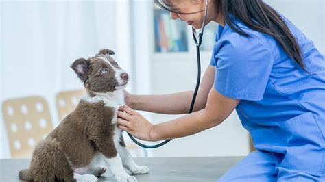 Why Your Dog Needs Health Insurance - State Farm®