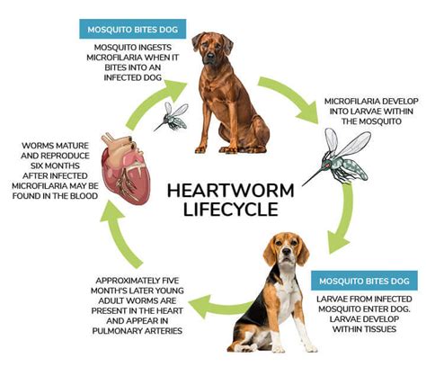 Heartworm Disease | Georgia Veterinary Associates