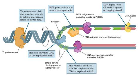 What are the 4 main enzymes involved in DNA replication?