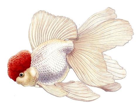 Red Cap Oranda