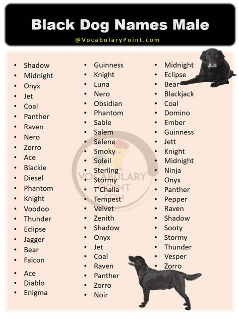 Most Popular Black Dog Names - Vocabulary Point