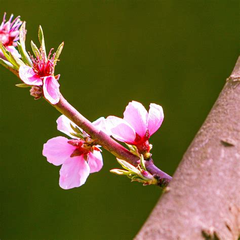 Harvester Peach Tree – Green Thumbs Garden