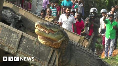 Large crocodile released back into river in Sri Lanka - BBC News