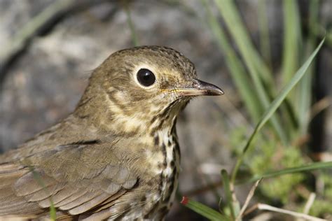 New Names for Maine Birds - Maine Audubon