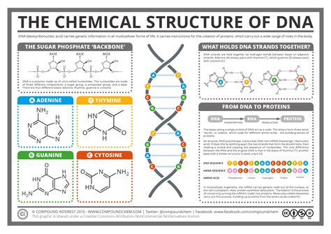 Compound Interest - The Chemical Structure of DNA