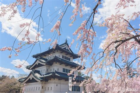 Hirosaki Park and Castle - Cherry Blossom festival in Japan — Twisty Routes | Travel blogs ...